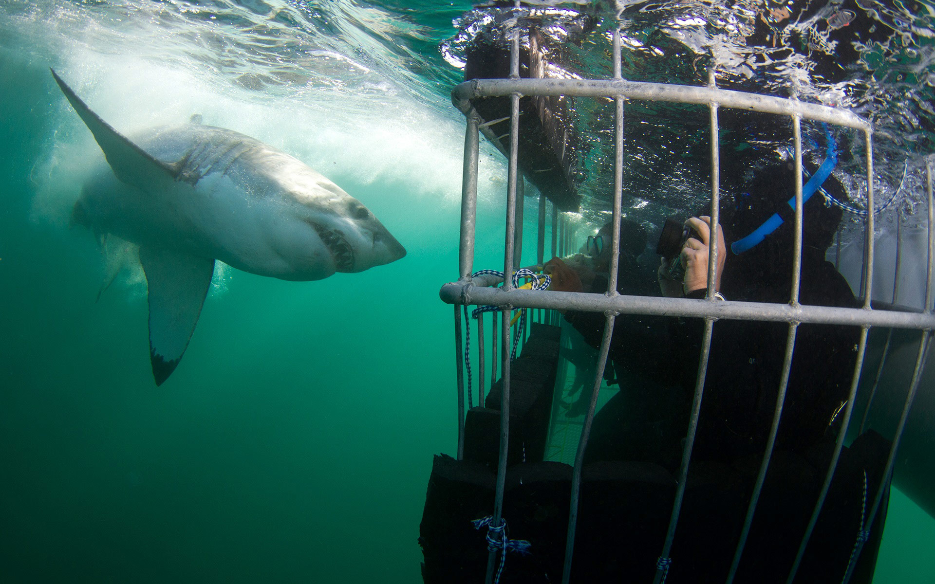 shark cage-diving