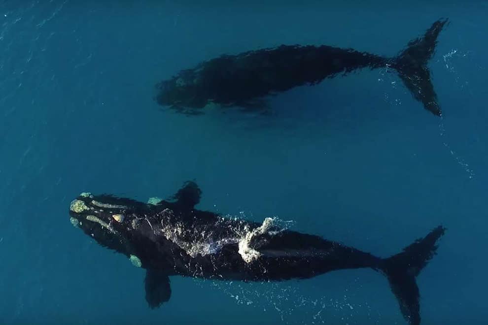 whale watching